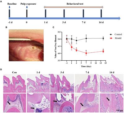 Ligand-gated ion channel P2X7 regulates hypoxia-induced factor-1α mediated pain induced by dental pulpitis in the medullary dorsal horn